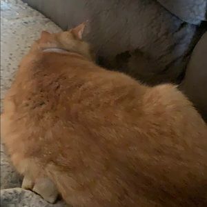 Meet your Posher, Connie